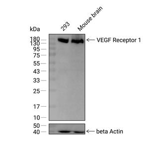 VEGF Receptor 1抗体 (YA015)