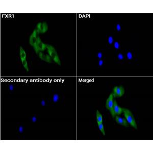 FXR1抗体 (YA3513)