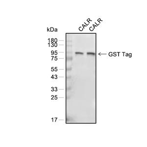 GST-Tag抗体 (YA863)