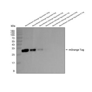 mOrange Tag抗体 (YA880)