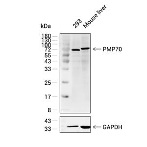 PMP70抗体 (YA1628)