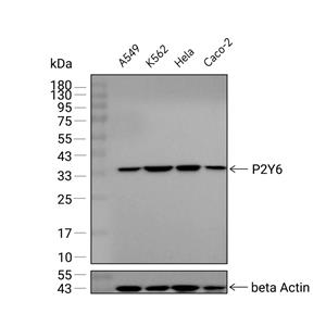 P2Y6抗体 (YA1691),P2Y6 Antibody (YA1691)