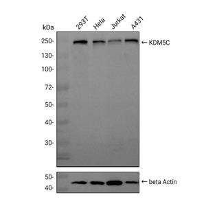 KDM5C/Jarid1C/SMCX抗体 (YA1063)