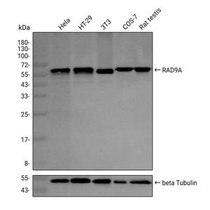 Rad9抗体 (YA1087)