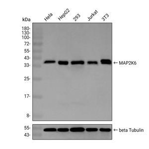 MAP2K6抗体 (YA1088)