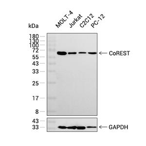 CoREST抗体 (YA1813),CoREST Antibody (YA1813)
