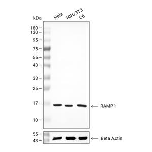 RAMP1抗体 (YA1818)