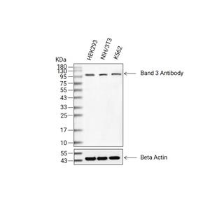 Band 3抗体 (YA1819)