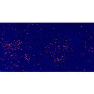 Phospho-DNA PKcs (Ser2056)抗体 (YA1823)