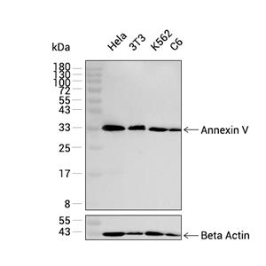 Annexin V抗体 (YA1829)