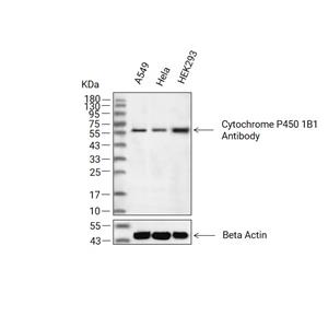 Cytochrome P450 1B1抗体 (YA1836)