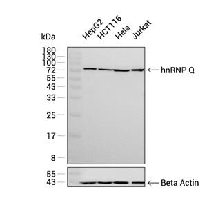 hnRNP Q抗体 (YA1838)