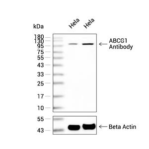 ABCG1抗体 (YA1841),ABCG1 Antibody (YA1841)