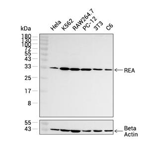 REA抗体 (YA1848),REA Antibody (YA1848)