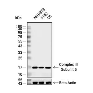 Complex III Subunit 5抗体 (YA1865)