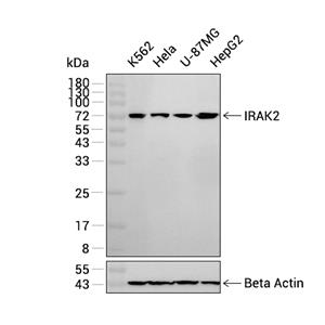 IRAK2抗体 (YA1867)