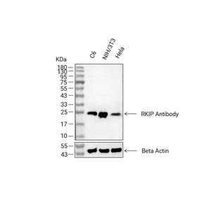 RKIP抗体 (YA1869)