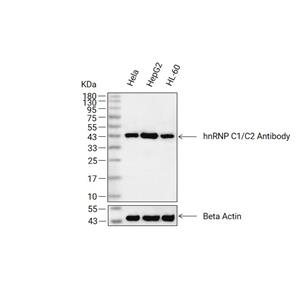 hnRNP C1/C2抗体 (YA1874)