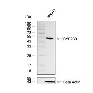 Cytochrome P450 2C9抗体 (YA2166)