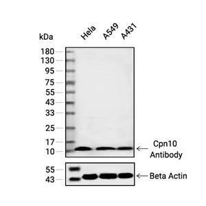 Cpn10抗体 (YA2190),Cpn10 Antibody (YA2190)