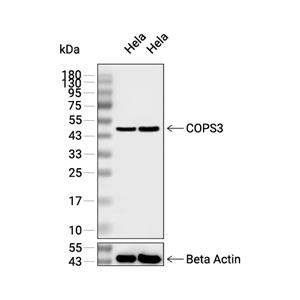 COPS3抗体 (YA2191)