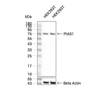 PIAS1抗体 (YA2217),PIAS1 Antibody (YA2217)