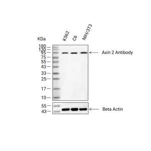 Axin 2抗体 (YA2222)
