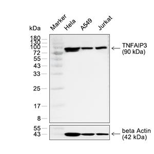 TNFAIP3抗体 (YA2231)