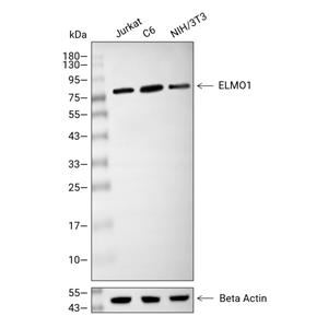 ELMO1抗体 (YA2243)