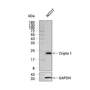 Cripto1/CRIPTO抗体 (YA2245)