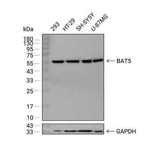 BAT5抗体 (YA2253)