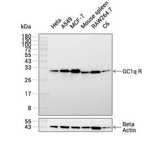 GC1q R抗体 (YA2311)