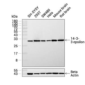 14-3-3 epsilon抗体 (YA2629),14-3-3 epsilon Antibody (YA2629)