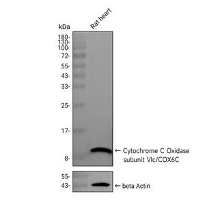 Cytochrome C Oxidase subunit Vic抗体 (YA2611)