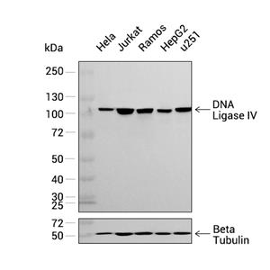DNA Ligase IV抗体 (YA2699)