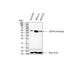 GAP43抗体 (YA2891)