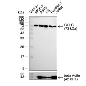 GCLC抗体 (YA2898)