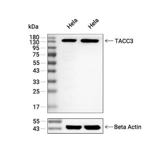 TACC3抗体 (YA2921)