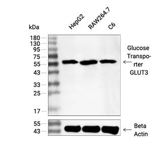 Glucose Transporter GLUT3抗体 (YA2922),Glucose Transporter GLUT3 Antibody (YA2922)