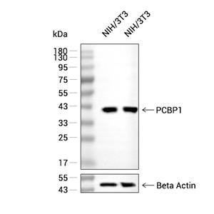 PCBP1抗体 (YA2927)