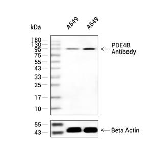 PDE4B抗体 (YA2932)