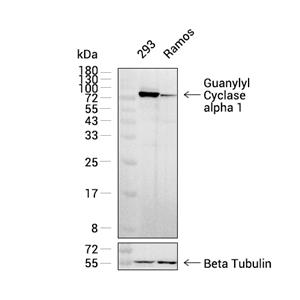 Guanylyl Cyclase alpha 1抗体 (YA2937)