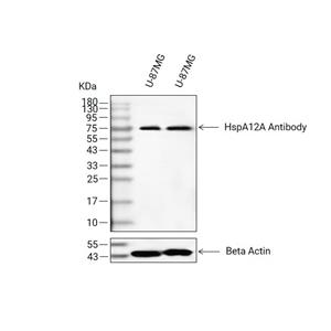 HspA12A抗体 (YA2947)
