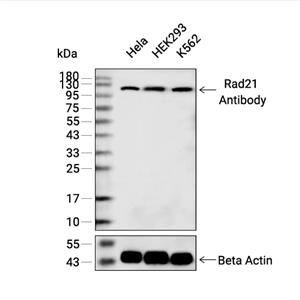 Rad21抗体 (YA2985)