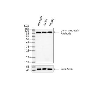 gamma Adaptin抗体 (YA2993)