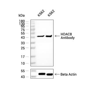 HDAC8抗体 (YA2994)