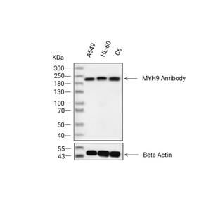MYH9抗体 (YA3113)