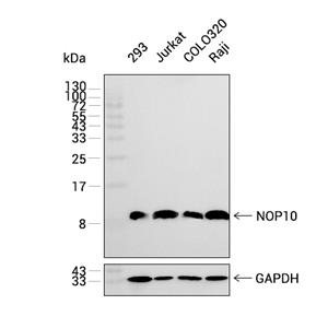 NOP10抗体 (YA3116)