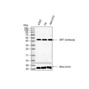 IRF1抗体 (YA3118)