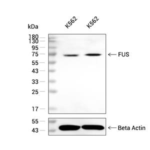 TLS/FUS抗体 (YA3197),TLS/FUS Antibody (YA3197)